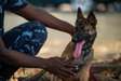 Best dog training in Nairobi-In-home dog training in Nairobi