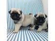 Well trained pugs puppies available.