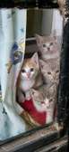 Cute kittens ready for re homing