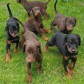 100% pure breed Dobermann puppies for sale.