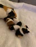 Furry Friends Guinea Pigs🐹