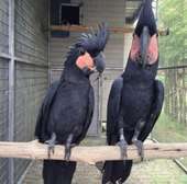 Black Palm Cockatoo Parrots for Sale /  Parrots breeders