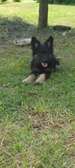German Sheperd puppies available