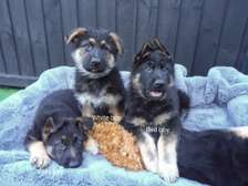 Stunning quality purebred German Shepherd Puppies for sale