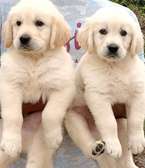 golden retriever pet puppies