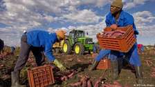 Find Farm Workers - Hire the best Farm Labour in Nairobi.