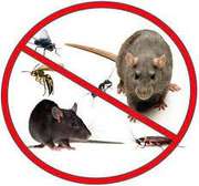 BEST Rat Control Services in Nairobi Kenya