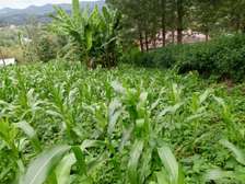 0.25 ac Residential Land in Ngong