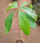 Fruit tree seedlings from imported varieties