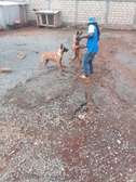 Belgian malinois K9