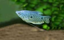 Aquarium fish