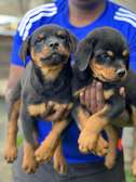 Rottweiler puppies ready for rehoming