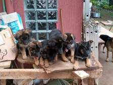 German shepherd dog for sale 2-3 months old(females)