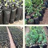 Planting bags
