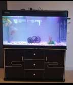 Aquarium cleaning and Maintenance services