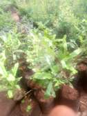 Macadamia seedling plant