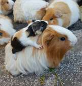 Guinea Pig