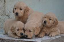 pure golden retriever puppies fluffy pet