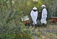 Bee Removal and Control | Best Bee Removal Service Company Near Me!