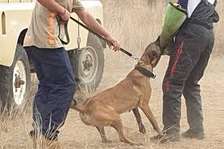 Best Dog Trainers in Nairobi in 2023-Expert Dog Training