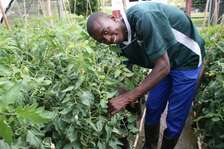 Best 15 Landscape Gardeners in Nairobi | Bestcare Gardeners