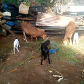 Healthy Mixed Breed Goats for Milk & Meat Farming