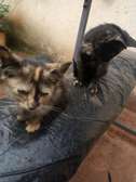 Tortoiseshell kittens available