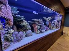 Premium Aquarium Installation & Maintenance in Nairobi