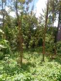 40  by 200ft Land for Sale in Ruaka Near New Digro A