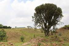 1/4 Acre Land For sale in Nakuru, Miti Mingi