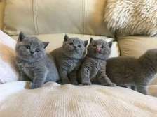 Cute British shorthair kittens