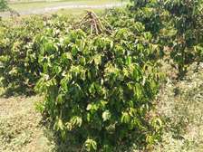 300 acre coffee farm for sale in Ruiru