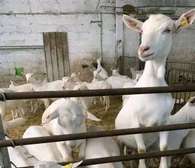 Dairy goats