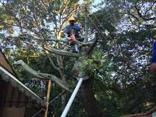 TREE Felling and tree removal Mombasa,Bamburi,Bungoma