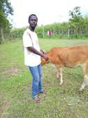 Livestock market