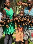 rottweiler puppies