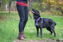 Positive In-Home Dog Training - Certified Dog Trainer
