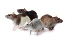 Emmergency Rat Control in Nairobi