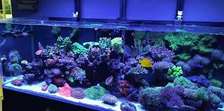 Aquarium cleaning and repair service's Karen Nairobi