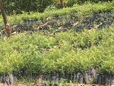 Vibrant seedlings