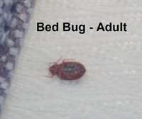 TOP 10 BEDBUG,COCKROACHES, RATS, MOSQUITOES FUMIGATION