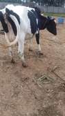 Frisian dairy cow