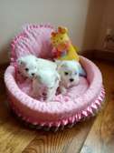 teacup Maltese puppies need a new family