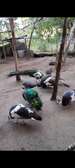 Tausi for sale