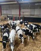 Holstein Friesians Australian Dairy Cattle | Heifer Exports