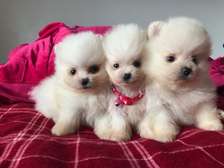 Adorable outstanding Pomeranian puppies