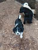 Border collie × Cocker spaniel