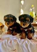 Awesome Yorkshire Terrier Puppies