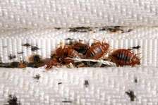 Killpezts Fumigation