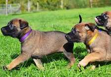 Dog Training Services Lavington Gigiri Runda Karen Kitisuru